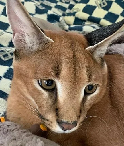 кошка животное млекопитающее