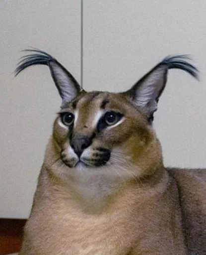 животное кошка млекопитающее