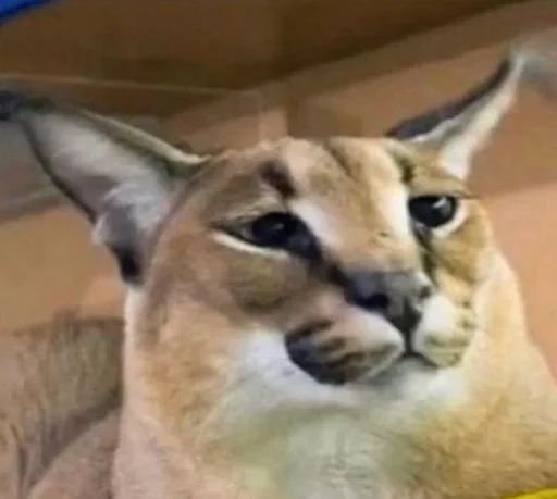 животное кошка Дикая кошка