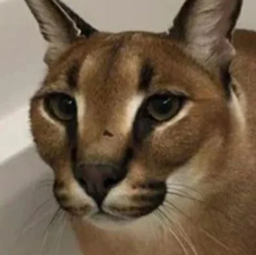 животное кошка млекопитающее