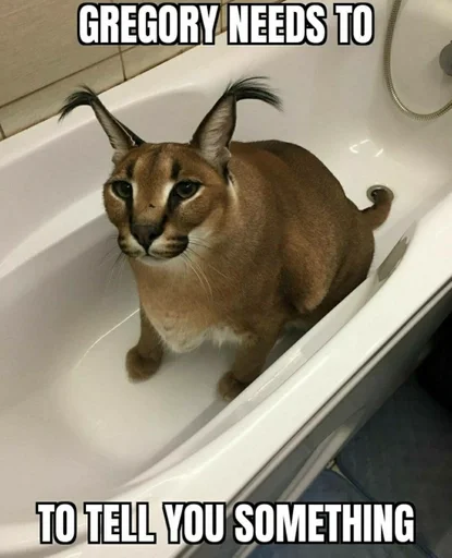 кошка животное Дикая кошка