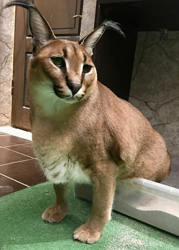 животное кошка млекопитающее