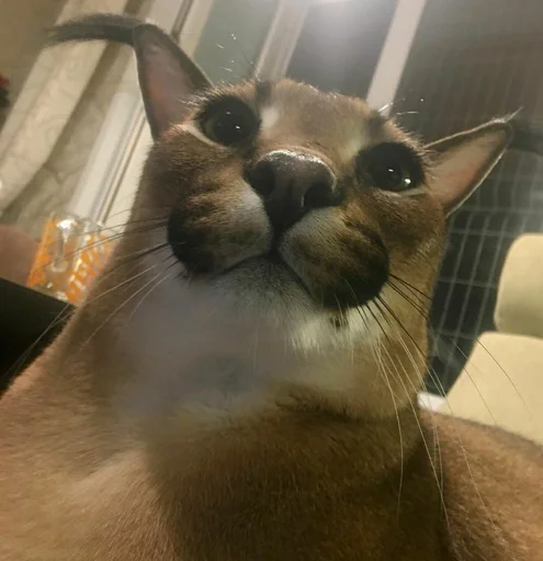 кошка животное млекопитающее