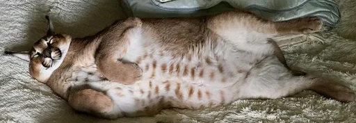 животное кошачьи прокладка