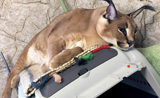 животное кошка Дикая кошка