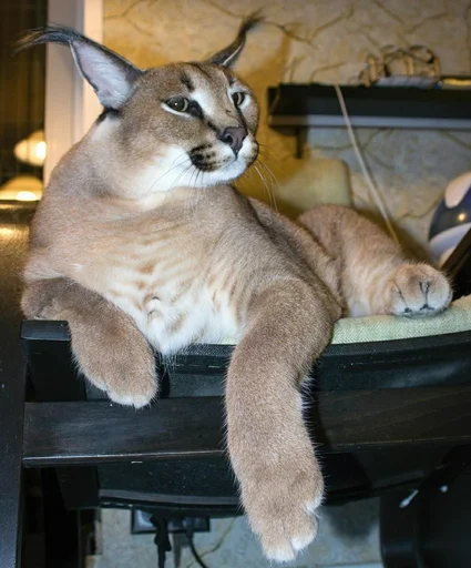 животное кошка млекопитающее