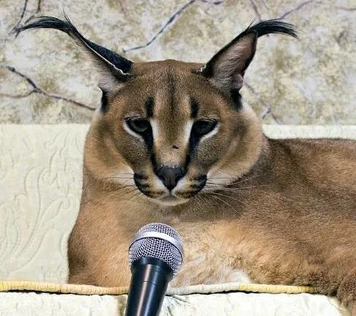 животное кошка млекопитающее