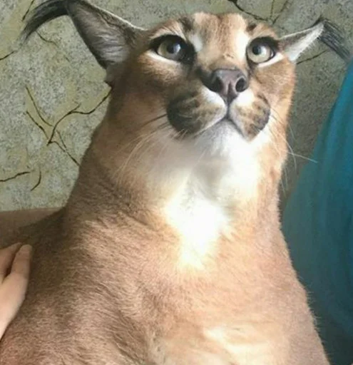 животное кошка млекопитающее