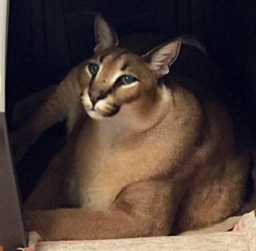 кошка животное млекопитающее