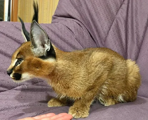 животное млекопитающее кошка