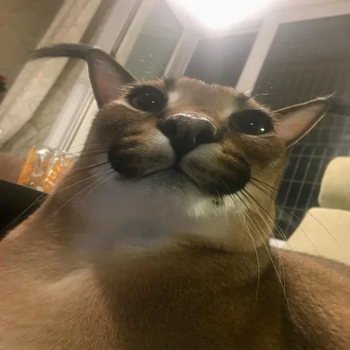 Sticker Floppa2_by_KOTIN - 1