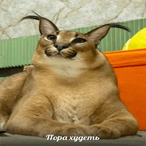 Sticker Floppa2_by_KOTIN - 1