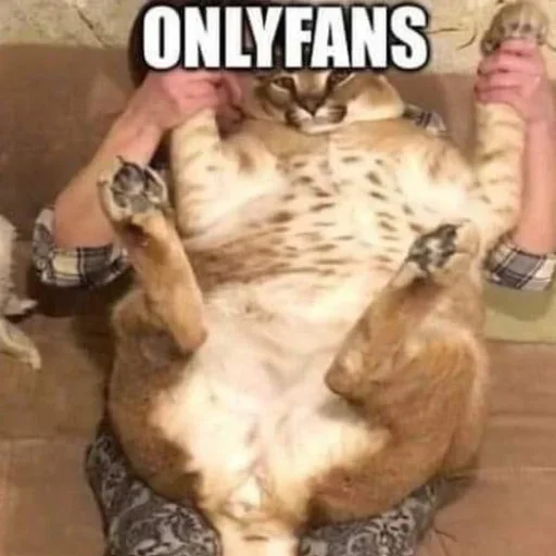 Sticker Floppa2_by_KOTIN - 1