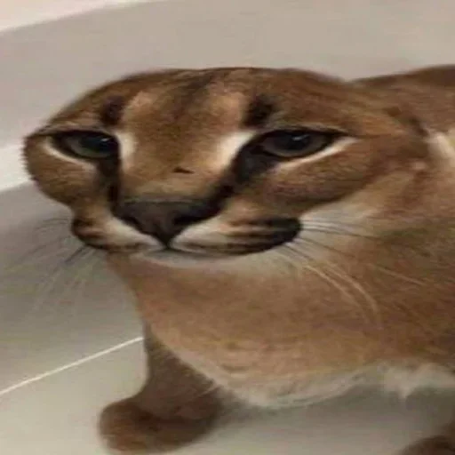 Sticker Floppa2_by_KOTIN - 1