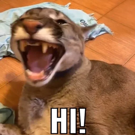 Sticker Floppa2_by_KOTIN - 1