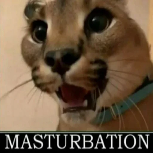 Sticker Floppa2_by_KOTIN - 1