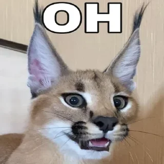 Sticker floppa2_by_KOTIN - 5