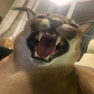 Sticker floppa2_by_KOTIN - 1