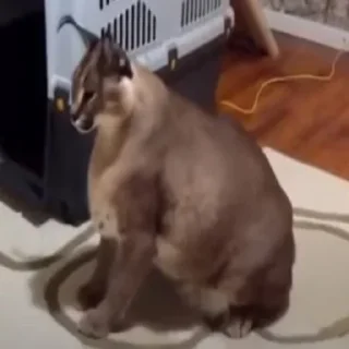 Sticker floppa2_by_KOTIN - 3