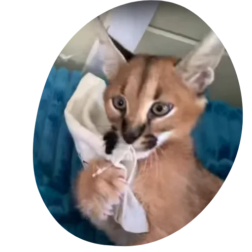 Sticker Floppa4_by_KOTIN - 1