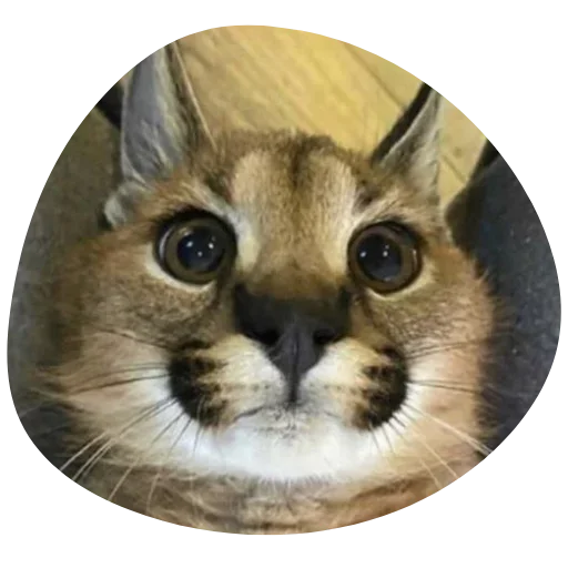 Sticker Floppa4_by_KOTIN - 1