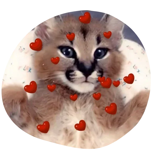 Sticker Floppa4_by_KOTIN - 1