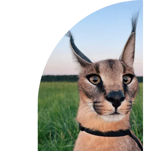 Sticker Floppa4_by_KOTIN - 1