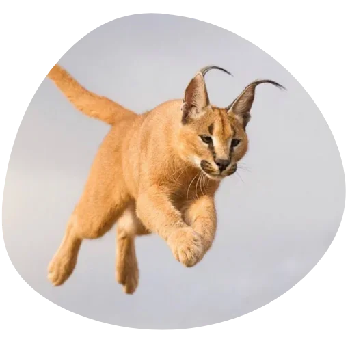 Стикер Floppa4_by_KOTIN - 1