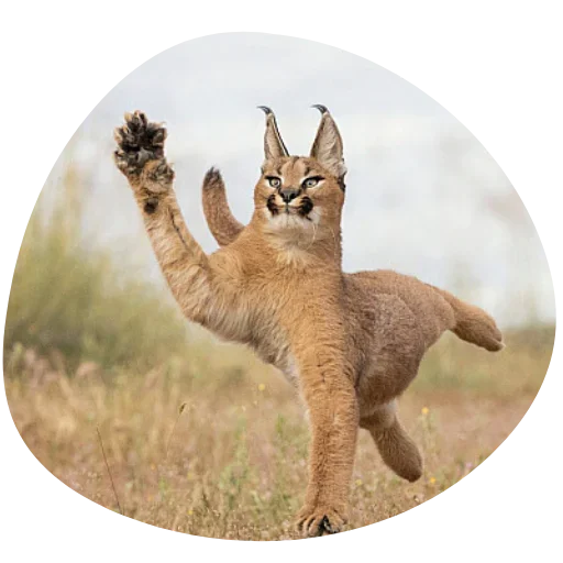 Sticker Floppa4_by_KOTIN - 1