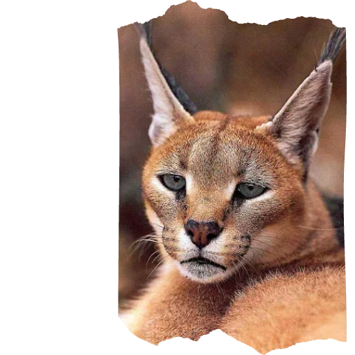 Sticker Floppa4_by_KOTIN - 1