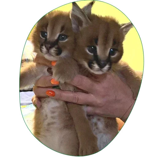 Sticker Floppa4_by_KOTIN - 1