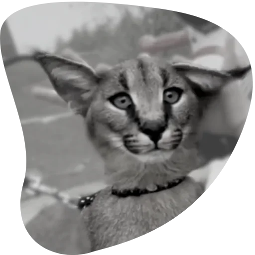 Sticker Floppa4_by_KOTIN - 1