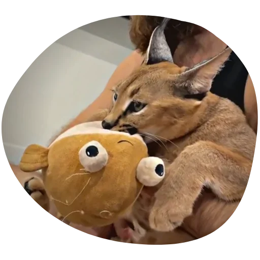 Sticker Floppa4_by_KOTIN - 1