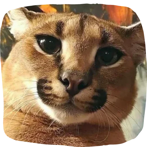 Sticker Floppa4_by_KOTIN - 1