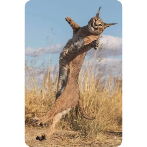 Стикер Floppa4_by_KOTIN - 1