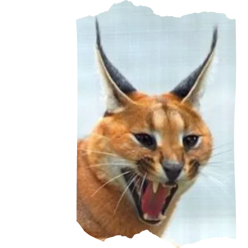 Sticker Floppa4_by_KOTIN - 1