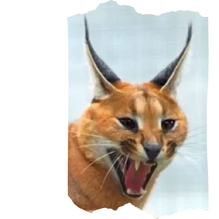 Sticker Floppa4_by_KOTIN - 2