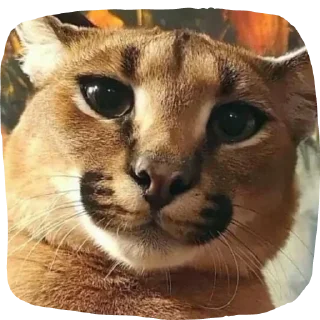 Sticker Floppa4_by_KOTIN - 5