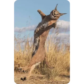 Sticker Floppa4_by_KOTIN - 4