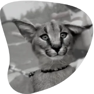 Sticker Floppa4_by_KOTIN - 9