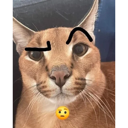 Sticker Floppa7_by_KOTIN_and_BIGFLOPPA - 1