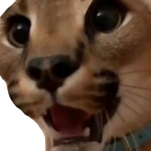 Sticker Floppa @DXXMSHXXPDEBIL - 8