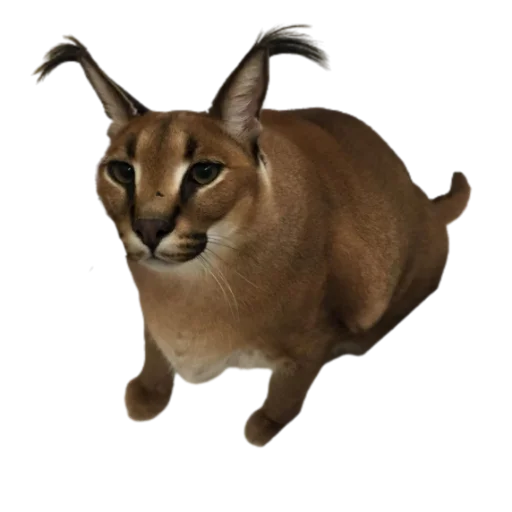 Floppa @DXXMSHXXPDEBIL - 