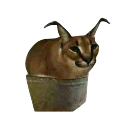 Sticker Floppa @DXXMSHXXPDEBIL - 4