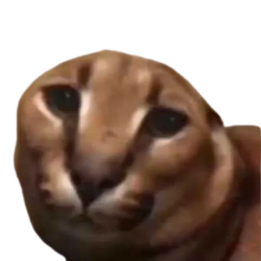 Sticker Floppa @DXXMSHXXPDEBIL - 0