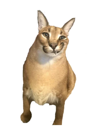 животное кошка млекопитающее