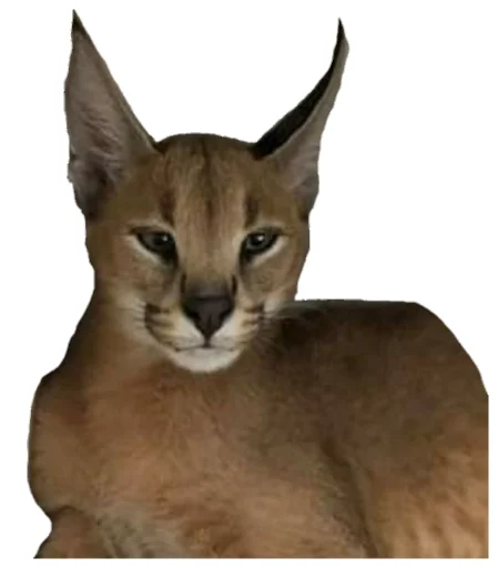 животное кошка Дикая кошка