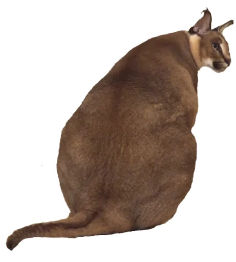 животное кошка млекопитающее