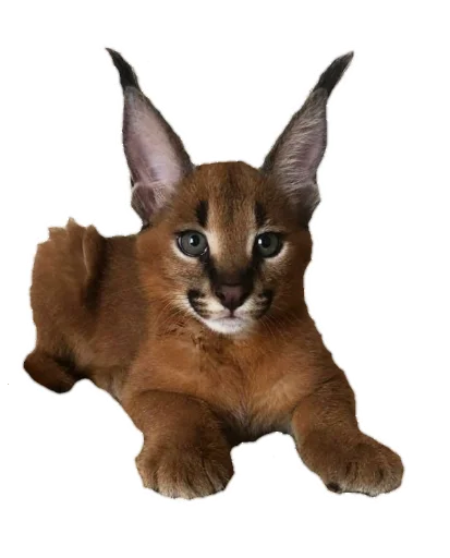 кошка животное млекопитающее