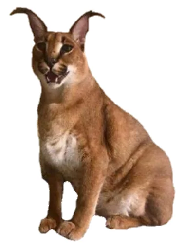 животное млекопитающее кошка